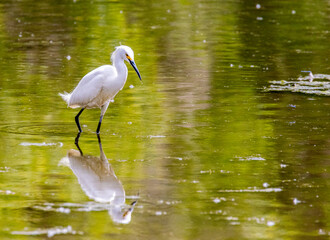 Snowy Egret wading in a Lake