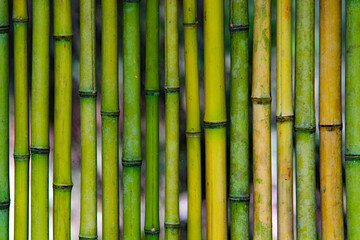 Bamboo Canes Texture Pattern