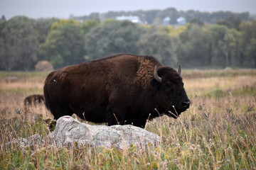American bison walking and grazing on native prairie grasses © Michele