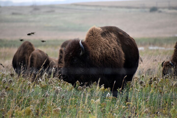 American bison walking and grazing on native prairie grasses © Michele M Vogel