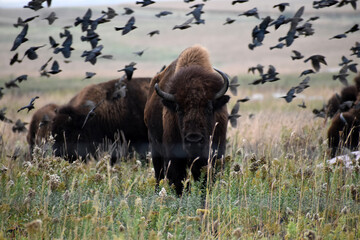 American bison walking and grazing on native prairie grasses © Michele M Vogel