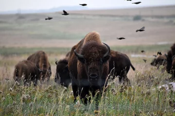 Selbstklebende Fototapeten American bison walking and grazing on native prairie grasses © Michele