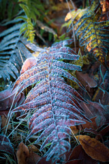 paproć pospolita pokryta szronem © Marcin C