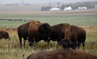 American bison with Young calf walking and grazing on native prairie grasses © Michele