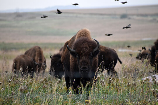American bison walking and grazing on native prairie grasses