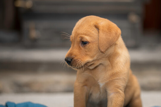 Fox Red Labrador Images Browse 399 Stock Photos Vectors And Video Adobe Stock