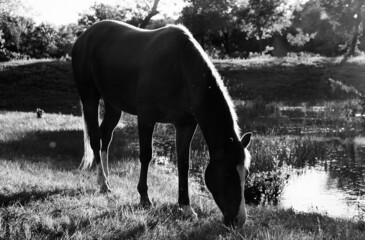 Horse grazing country scene in summer field closeup.