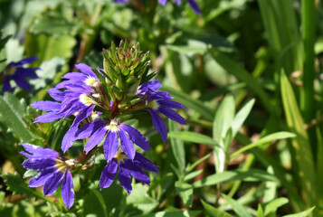 Beautiful Scaevola Fan Flower blooming (Scaevola aemula) with green background