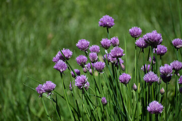 Purple blooming Chives (Allium schoenoprasum) with green grass background