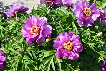 Beautiful pink Itoh Peony with fringe yellow center
