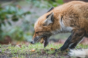 Rotfuchs auf Friedhof