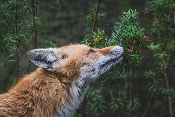 Rotfuchs auf Friedhof