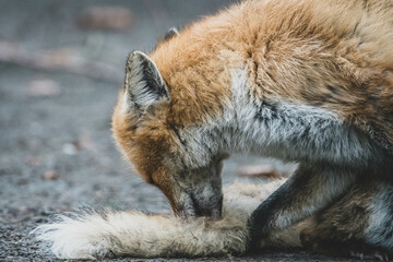 Rotfuchs auf Friedhof