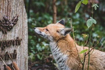Rotfuchs auf Friedhof