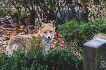 Rotfuchs auf Friedhof