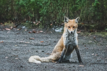 Rotfuchs auf Friedhof