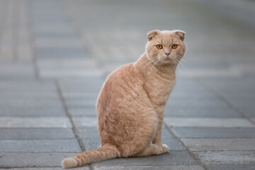 Cute red homeless cat sitting on the sidewalk.
