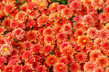 multi-colored flower beds of beautiful chrysanthemums