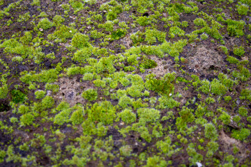 wild moss in the home garden, solutions and remedies