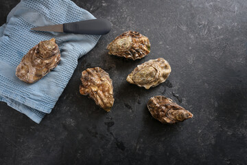 Fresh closed oysters, special knife for opening and a blue kitchen towel on a dark gray background,...