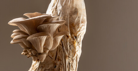 Oyster mushrooms - Pleurotus ostreatus  growing on sack with straw