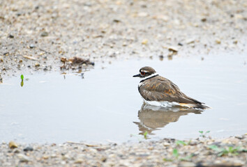 Bird in Puddle