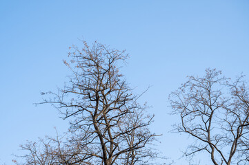 Fototapeta na wymiar 冬の枯れ木と青空