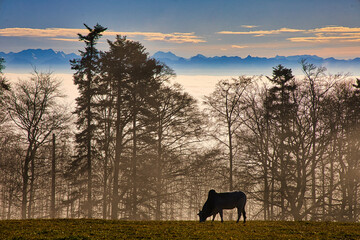 cow