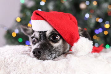 Beautiful little black and white dog in a Santa hat lies on a white fur under the Christmas tree. Christmas. Holidays concept. Dog in a red hat close up. Pets. Animal care. New Year's card. Winter
