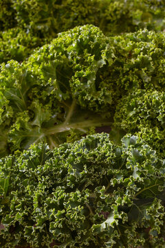Kale or green leaf cabbage, full frame image of the curly leaves, healthy winter vegetable rich in vitamins, copy space, selected focus