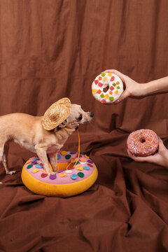 Fototapeta Cute glamur chihuahua in pink dress with donuts