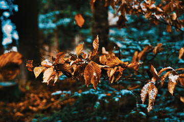 autumn beauty