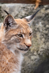 Portrait of The Eurasian lynx close-up, lat. Lynx lynx