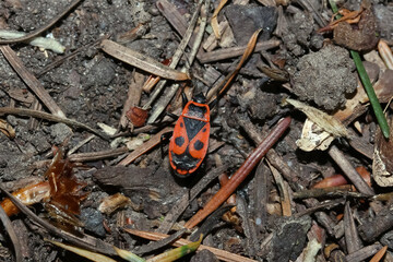 Feuerwanze auf dem Waldboden, Pyrrhocoris apterus