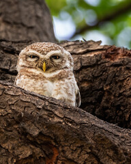 Spotted Owl in its nest