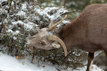 A close shot of a desert big horned sheep eating Utah holly leaves on a snowy winter day.