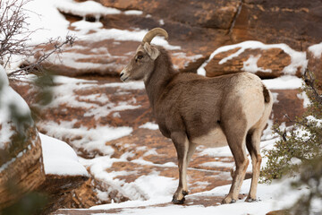 A female desert big horned sheep stands on a snowy red rock ledge in Zion National Park Utah on a...