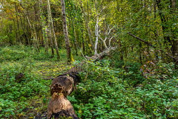 Autumnal atmosphere in the forest along the River Isar in Ismaning, Munich, Bavaria in Germany