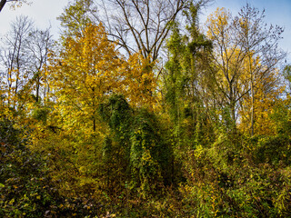 Autumnal atmosphere in the forest along the River Isar in Ismaning, Munich, Bavaria in Germany