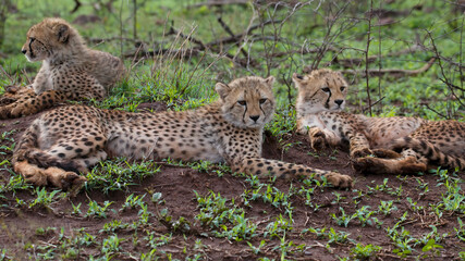 Supine cheetahs at rest