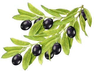 A large sprig of olive tree, black olive berries, a set of illustrations painted in watercolor