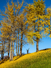 Fototapeta premium Autumnal ginkgo biloba leaves with fruits in a public garden in Munich, Germany