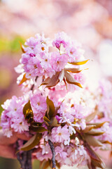 Pink flowers on the blooming tree in the early spring, background blured