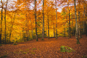 The beautiful landscape in the autumn forest