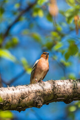 Common chaffinch, Fringilla coelebs, sits on a branch in spring on green background. Common chaffinch in wildlife.