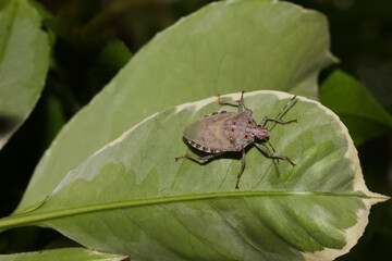 Marmorierte Baumwanze, Halyomorpha halys