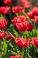 Colorful red tulips blossom in spring garden