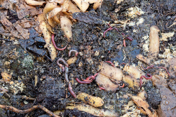 Worms feeding on vegetable scraps in a garden worm farm