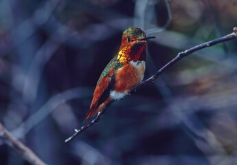 Hummingbird