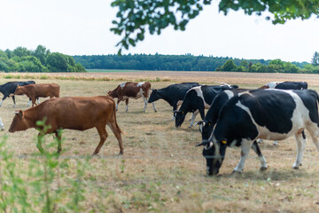Naklejka na ściany i meble nachhaltige viehhaltung kühe freiland
